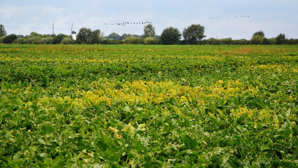 Cosun treft overal in Nederland in meer of mindere mate aantastingen van vergelingsziekte aan.