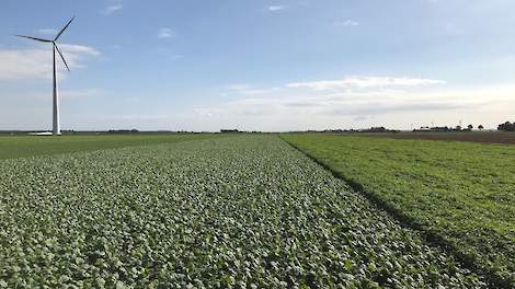 groenbemester TopBodem-demo Lelystad