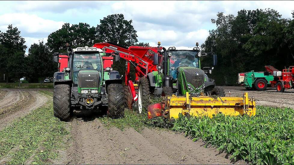 Cichorei woelen en rooien in een werkgang met Grimme Rootster 604.