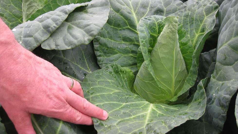 De Antonio is een gezonde en gladde spitskool met opgericht gewas, laat Robert Schilder zien. De spitskool is uniform en productief, bedoeld voor de zomer- en herfstteelt en geschikt voor de bewaring.