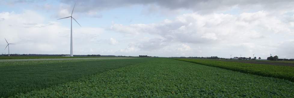 Demoperceel Lelystad groenbemesters