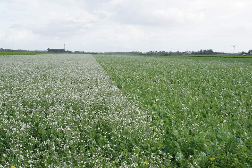 Vroege en late bladrammenas op het demoveld in Lelystad