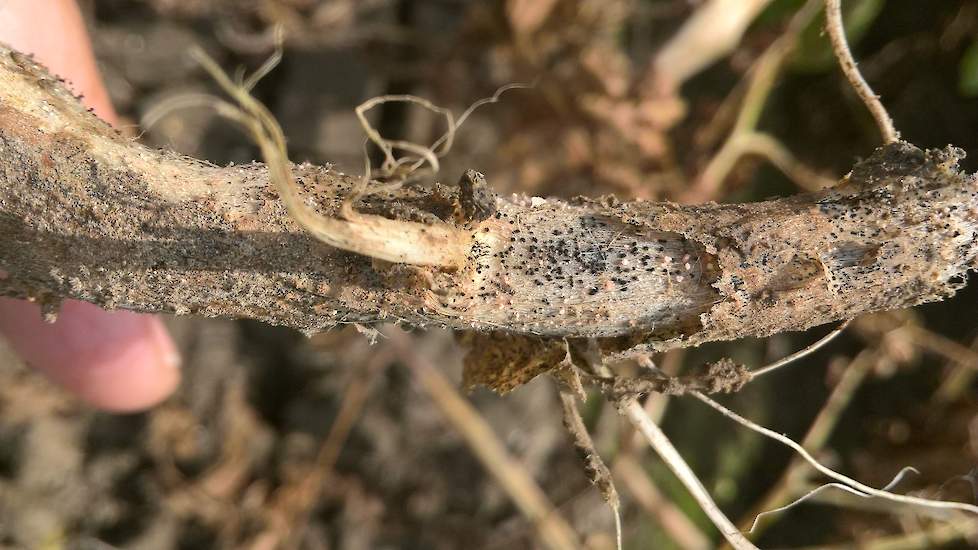 Zwarte spikkel op een stengel