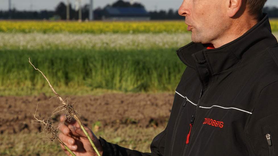 Gerben Klungel van Zuidberg uit Ens laat zien welke verschillen in wortellengte mogelijk zijn bij een groenbemester. Verdichting door zware machines kan de beworteling door de planten sterk bemoeilijken. Klungel zegt dat werken met tracks ondiepe en diepe