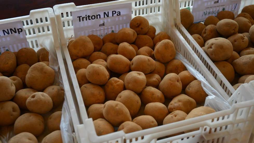 Het Duitse aardappelteelt- en vermeerderingsbedrijf Norika zet twee nieuwe beloftes in de picture: Het zetmeelras Triton en de tafelaardappel Mary Ann. Triton heeft resistenties tegen pallida en wratziekte, wat dit ras zeer geschikt maakt voor de Veenkolo