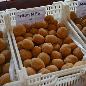 Het Duitse aardappelteelt- en vermeerderingsbedrijf Norika zet twee nieuwe beloftes in de picture: Het zetmeelras Triton en de tafelaardappel Mary Ann. Triton heeft resistenties tegen pallida en wratziekte, wat dit ras zeer geschikt maakt voor de Veenkolo