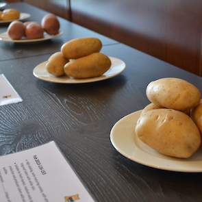 Na enkele jaren op het gebied van nieuwe rassen meer op de achtergrond te zijn geweest komt Selectiebedrijf Kooi dit jaar met zeven nieuwe zaailingen „die we echt durven tonen”, zegt teeltbegeleider Klaas Smits. De afgelopen twee jaren zat er niet veel bi