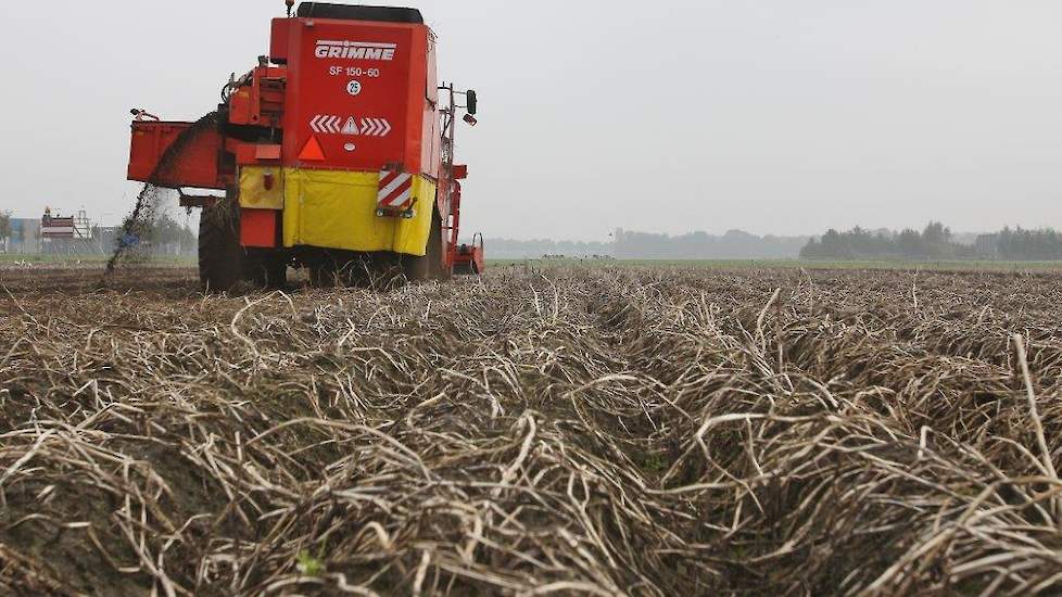 Ook dit jaar vallen de opbrengsten tegen: de laatste inschatting is dat de oogst 15 procent kleiner uitvalt dan gemiddeld.