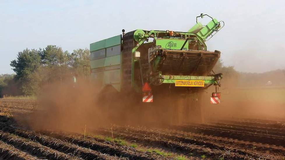 De droogte van zomer 2019 heeft de telers in de pool flink parten gespeeld. Bij veel telers vielen de opbrengsten, zelfs in de beregende partijen, lager uit dan gemiddeld.