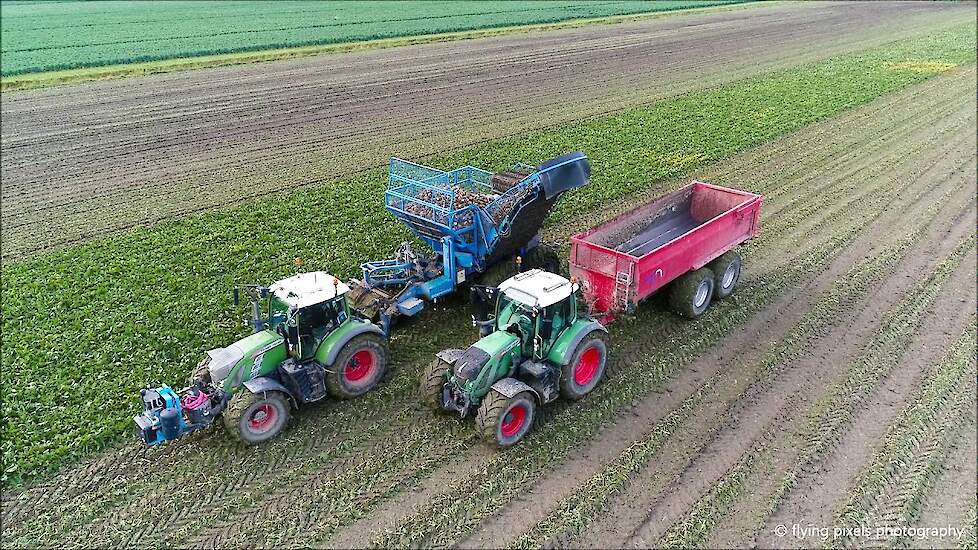 Suikerbieten rooien / Sugar Beet harvest / Zückerruben roden / Edenhall  / Fendt / Bietenoogst 2019