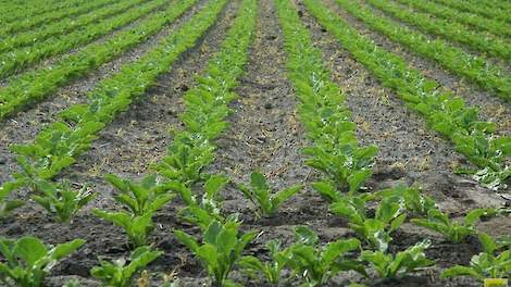 Proef Delphy: hogere saldo's mogelijk met low-budget bietenteelt - akkerwijzer.nl