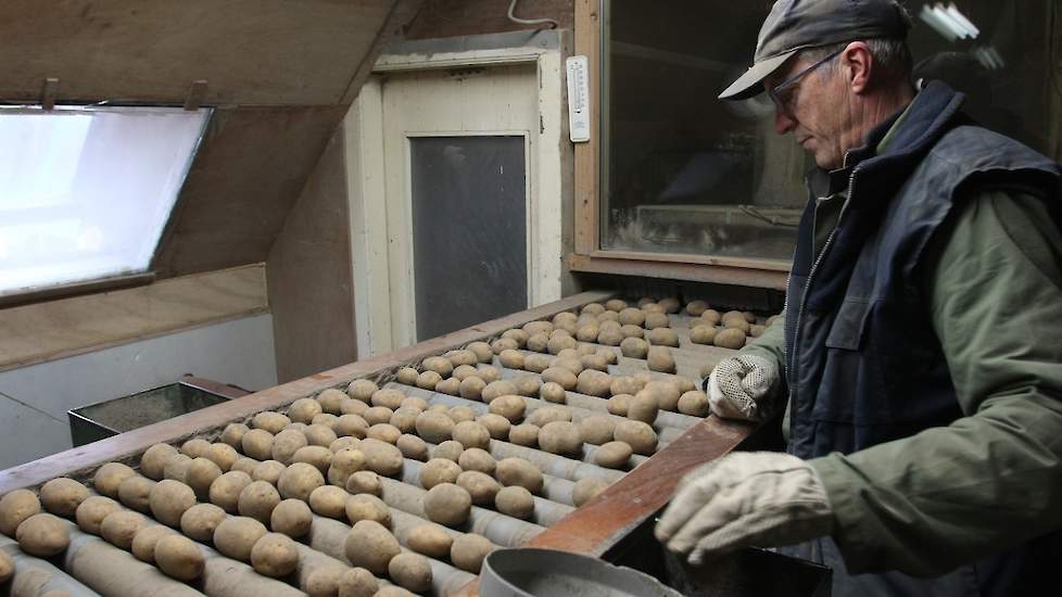 Geert Bos doet veel leeswerk zelf, maar met enige regelmaat staat ook zijn schoonmoeder aan de leesband. Het lezen verloopt vlot. „Het is een mooie partij, het loopt lekker door. De aardappelen komen bijna netto uit de kist.” Dit is te danken aan het feit