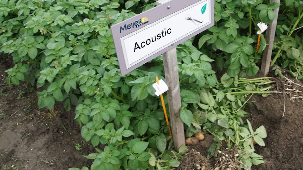 Aardappel Acoustic van pootgoedhuis Meijer, Rilland.
