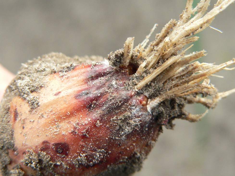 Fusarium is de laatste jaren uitgegroeid tot de meest schadelijke bodemziekte in uien.