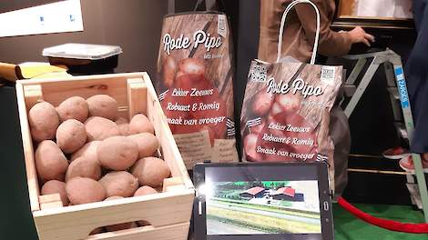 Comeback van de Zeeuwse Rode Pipo - Akkerwijzer