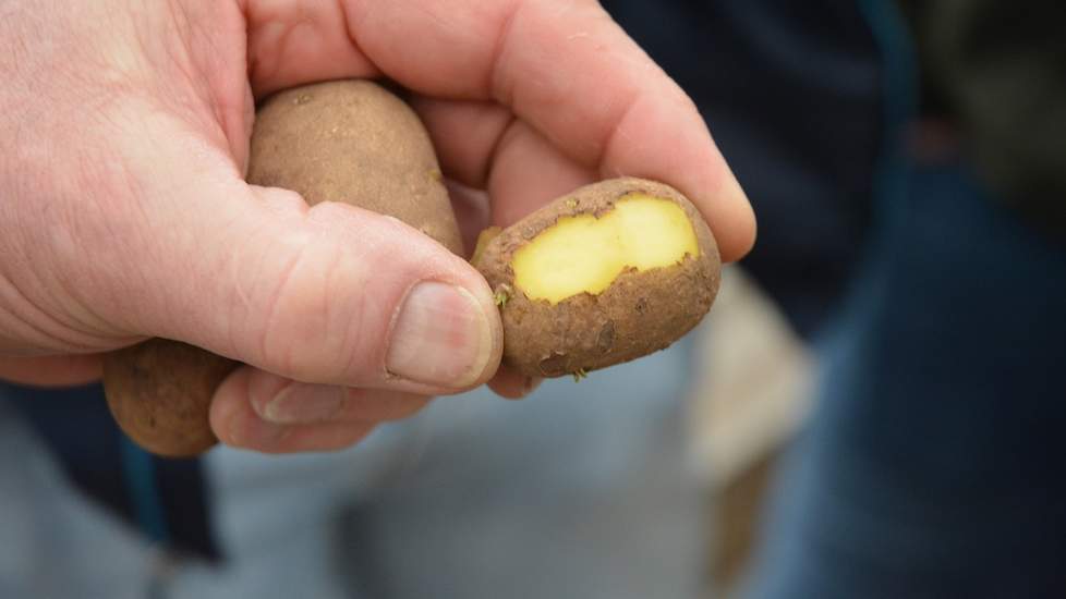 Hij snijdt een plakje van een knol. Deze is lastig om te zien, erkent Bouma. Het gaat om een zeer lichte aantasting van chitwoodi.
