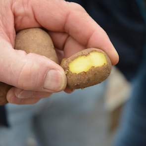 Hij snijdt een plakje van een knol. Deze is lastig om te zien, erkent Bouma. Het gaat om een zeer lichte aantasting van chitwoodi.