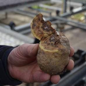 Deze aantasting herkennen de meesten wel: een aantasting van phytophthora gevolgd door fusarium.