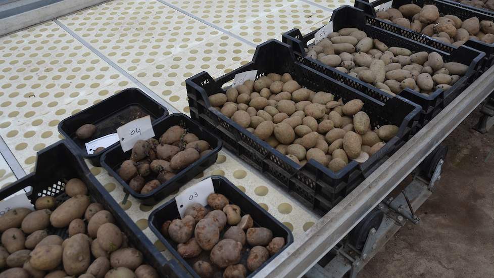 In de bijna lege kassen staan een stuk of tien kistjes op een rij. Bouma pakt een knol uit een bak, snijdt deze open en vraagt aan zijn cursisten of ze kunnen zien wat er met deze aardappel is.