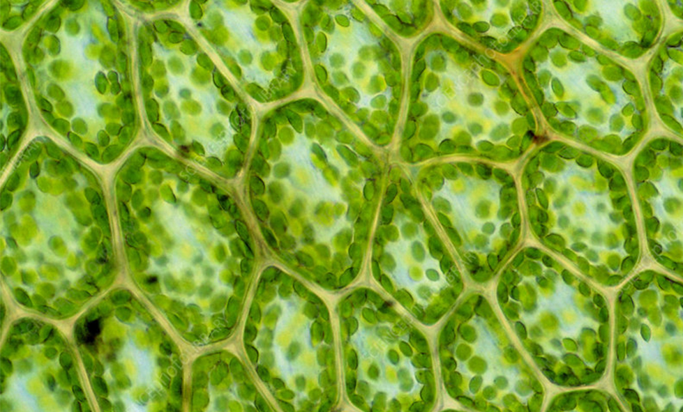 Soiltech › Mangaan, het groentje onder de elementen | Akkerwijzer.nl -  Nieuws en kennis voor de akkerbouwers