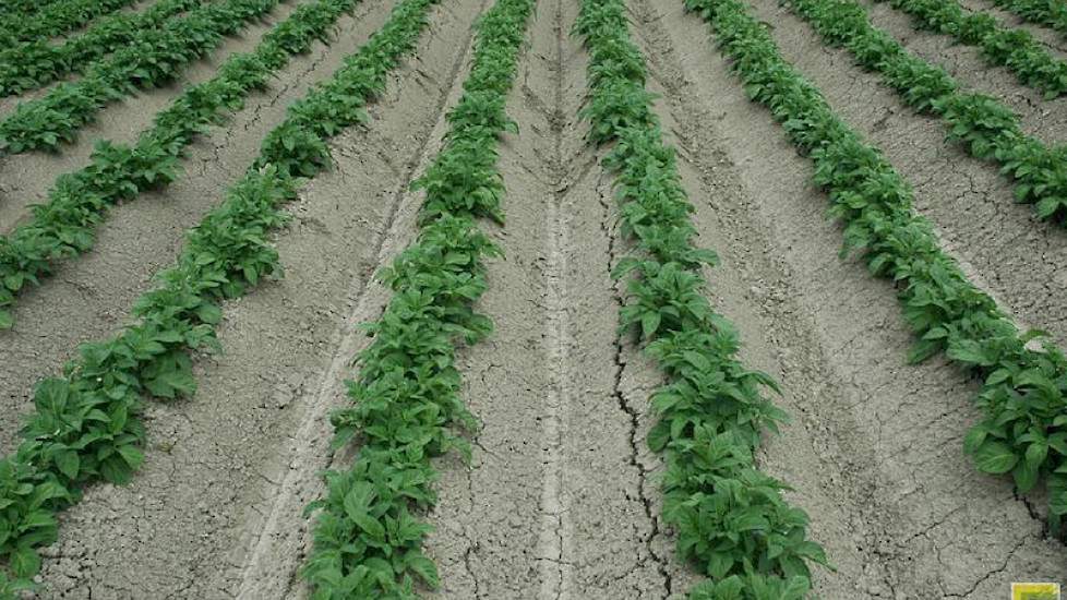 Proeven met een knoflookextract laten een goed effect op ritnaalden in aardappelen zien. „We weten niet precies wat het doet, maar we zien minder schade”, aldus Marco van Soesbergen.