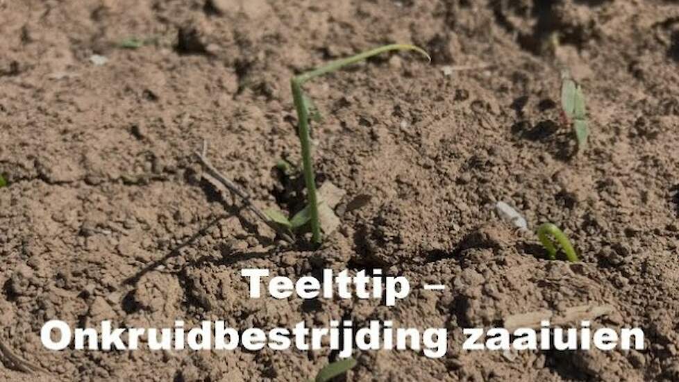 Teelttip - Onkruidbestrijding zaaiuien