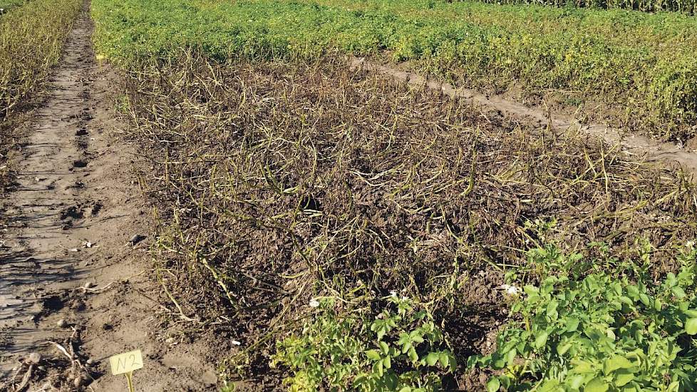 UPL Phytophthora-proef in aardappelen