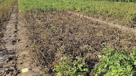 UPL Phytophthora-proef in aardappelen