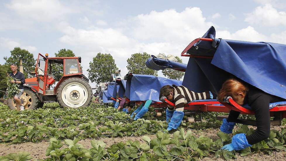 Onkruid wieden tussen de aardbeien. Veel seizoenarbeiders zoals de Roemenen op deze archieffoto kunnen nu door coronamaatregelen niet naar Nederland komen.