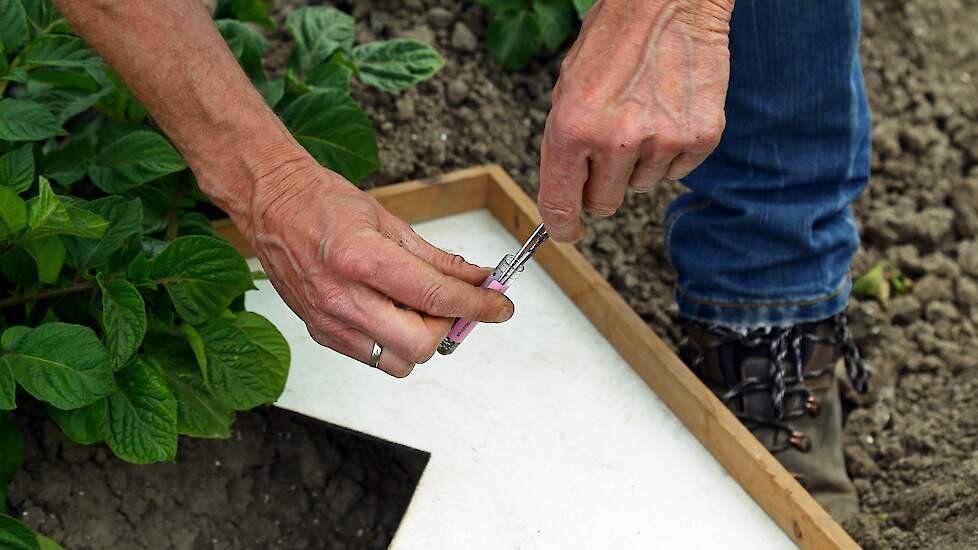 De luizenmonitoring van de NAK bestaat uit drie onderdelen: de zuigvallen, het afkloppen van planten en de gele vangbakken. De zuigvallen beginnen met het vangen op 1 mei en stoppen rond 31 augustus, het afkloppen word gedaan zodra de planten boven komen