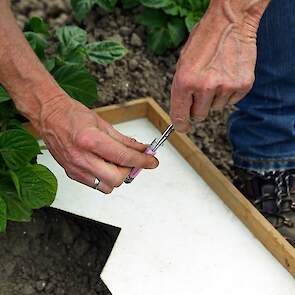 De luizenmonitoring van de NAK bestaat uit drie onderdelen: de zuigvallen, het afkloppen van planten en de gele vangbakken. De zuigvallen beginnen met het vangen op 1 mei en stoppen rond 31 augustus, het afkloppen word gedaan zodra de planten boven komen