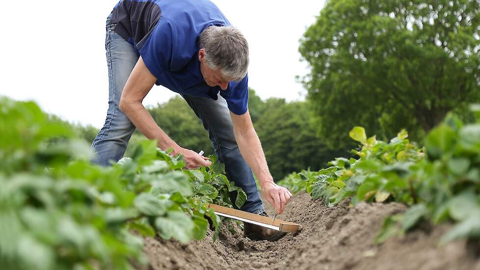 Miedema houdt een plank onder een aardappelplant en tikt vervolgens tegen de plant. De luizen in de plant laten zich vallen, zodat Miedema al snel een beeld krijgt van de luizendruk. De NAK-medewerker zoekt voor de monstername percelen uit waarop de aarda