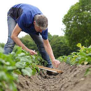 Miedema houdt een plank onder een aardappelplant en tikt vervolgens tegen de plant. De luizen in de plant laten zich vallen, zodat Miedema al snel een beeld krijgt van de luizendruk. De NAK-medewerker zoekt voor de monstername percelen uit waarop de aarda