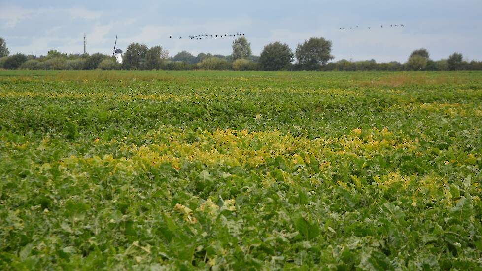 Closer kan maximaal 120 dagen worden ingezet in de strijd tegen bladluizen en ter beheersing van het vergelingsvirus in bieten.