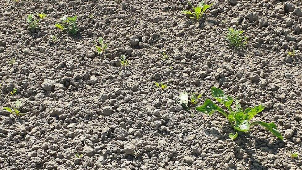 Droogte slaat keihard toe in Zeeuwse bieten: „Het ziet er triest uit”