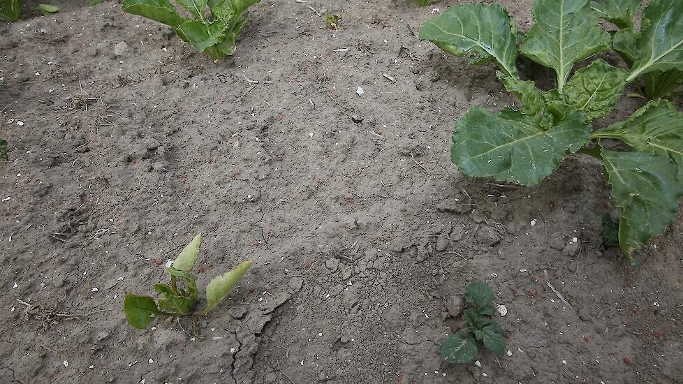 In een vorige ronde is wel eens een biet geraakt, zo is te zien aan deze plant. „Dat kun je nooit helemaal voorkomen.”