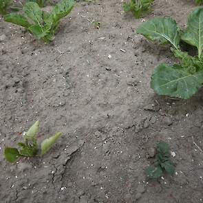 In een vorige ronde is wel eens een biet geraakt, zo is te zien aan deze plant. „Dat kun je nooit helemaal voorkomen.”