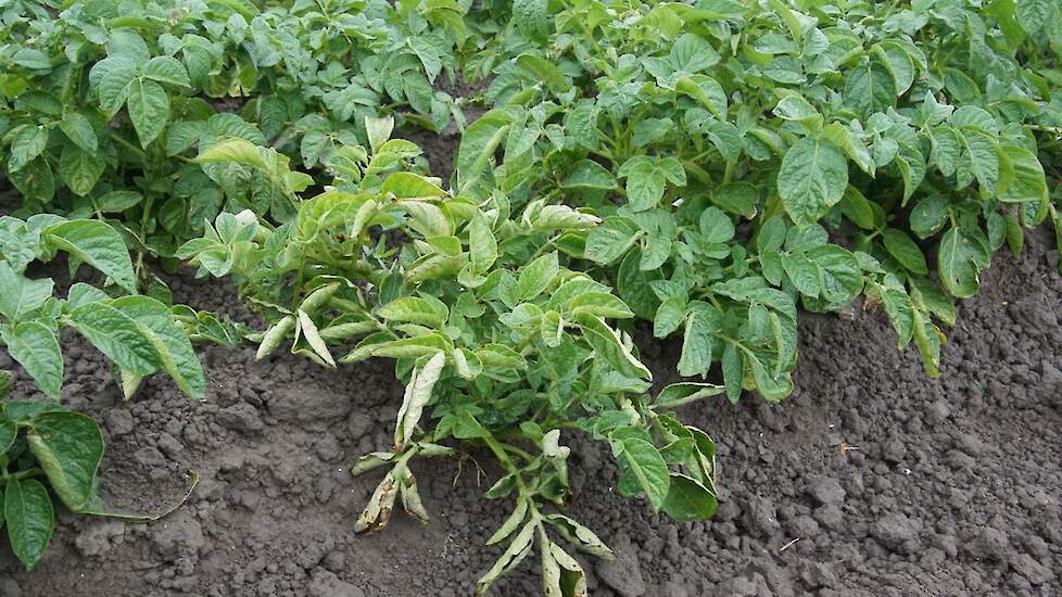 Bladrol in aardappel