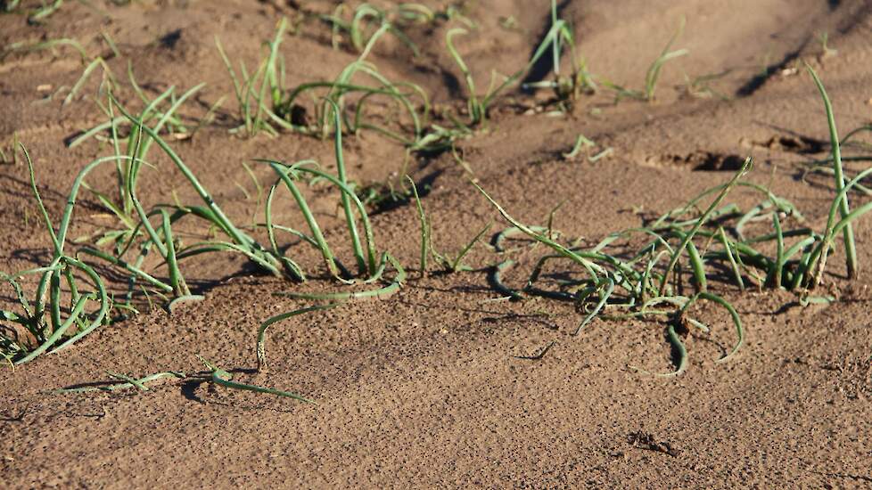 De 45 mm regen die viel rondom Ubachsberg-Simpelveld was ook hier meer dan welkom. Echter de forse hoeveelheid neerslag in korte tijd zorgde in dit gebied ook voor erosieschade aan uien- en bietenpercelen.