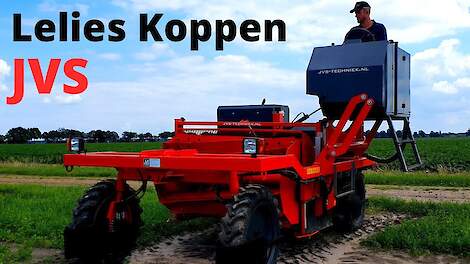 Video: Overijsselse lelies koppen met JVS kopmachine - Akkerwijzer