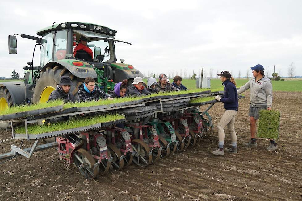 Bierema teelt dit jaar 1 hectare hoogwaardig graszaaduitgangsmateriaal voor Barenbrug. Het zaad is in perspotjes in een kas opgetrokken en met de plantmachine bij de boerderij in Nieuw Zeeland uitgeplant. Er is vrij veel seizoenswerk (ongeschoold handwerk