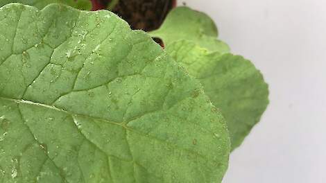 Bladbemestingsproef in het testcentrum van Soiltech