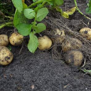 Hij oogst hier het ras Parel, een vrij vroege vastkokende aardappel die alleen op de zandgronden in Drenthe, Overijssel en Gelderland wordt geteeld. „Een soort Opperdoezer maar dan in het oosten.” Bakker raapt per dag zo’n tien kratjes, goed voor circa 20