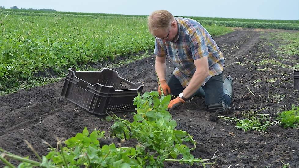 Hij heeft de 0,75 hectare Parel in drie etappes gepoot, zodat ook de oogsttijd uiteenloopt. „Anders zijn ze tegelijk klaar en dan worden de knollen te groot. Ik wil graag krieltjes telen.”