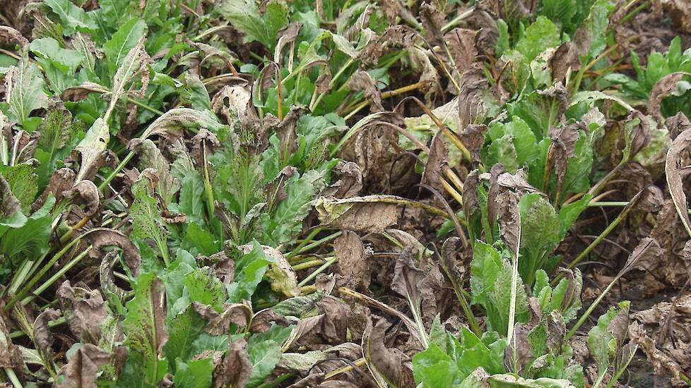 Cercospora kan grote schade veroorzaken aan het bietenblad, zoals op dit perceel in Noord-Brabant. De opbrengstderving is hier zeer groot.