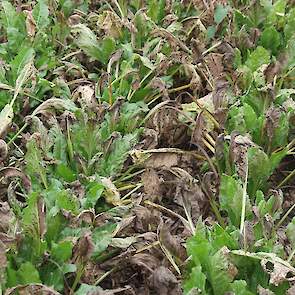 Cercospora kan grote schade veroorzaken aan het bietenblad, zoals op dit perceel in Noord-Brabant. De opbrengstderving is hier zeer groot.