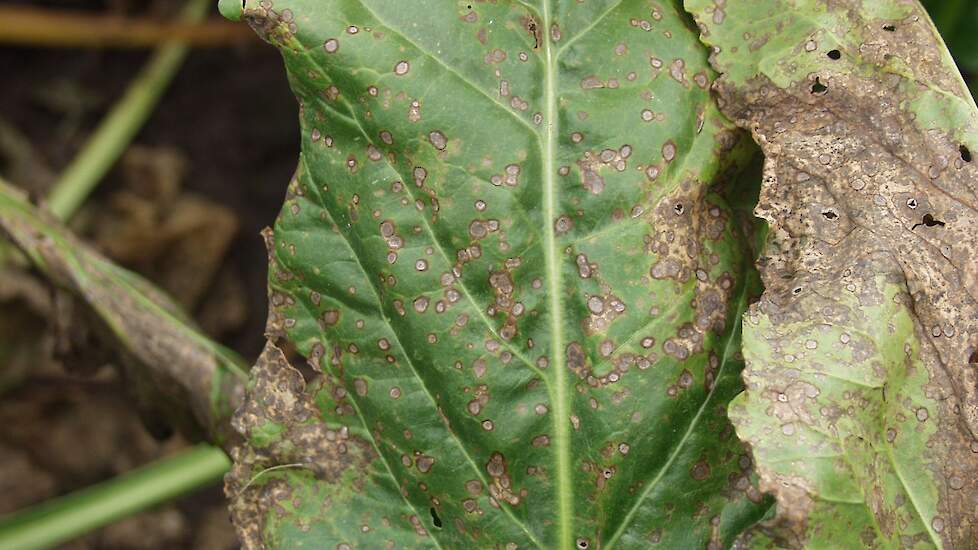 Cercospora: ronde grijze vlekjes (1 – 3 mm) met een donkere roodpaarse rand, onregelmatig over  het blad verspreid. In de vlekjes zijn zwarte puntjes te zien (alleen met loep). Eerst worden de buitenste bladeren aangetast, later de binnenste bladeren.