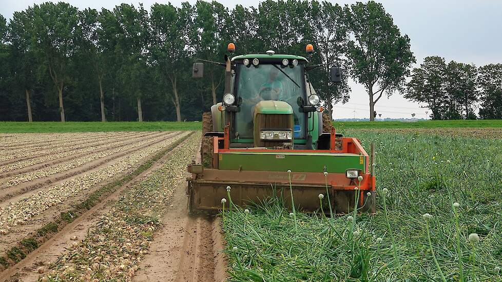 De uien zijn geteeld op bedden van 2,25 meter breed. Tijdens het groeiseizoen zijn ze ongeveer acht keer beregend.