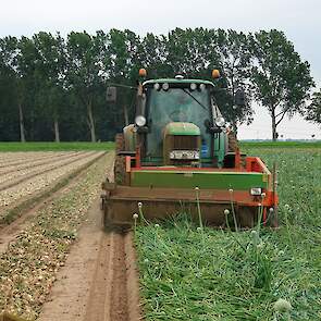 De uien zijn geteeld op bedden van 2,25 meter breed. Tijdens het groeiseizoen zijn ze ongeveer acht keer beregend.