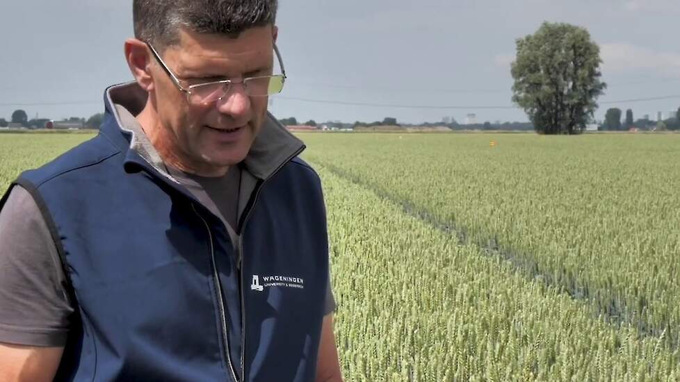 Doelgericht kiezen van groenbemesters op kleigrond - Groenbemesterdag 2020